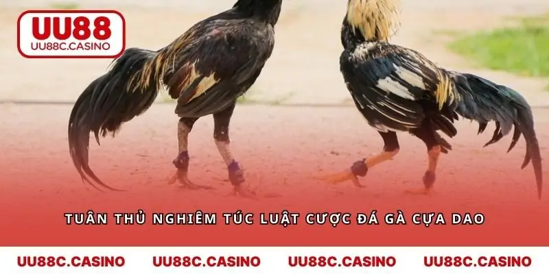 Tuân thủ nghiêm túc luật cược đá gà cựa dao