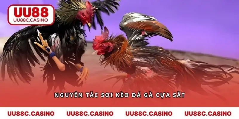 Nguyên tắc soi kèo đá gà cựa sắt mà người chơi UU88 cần ghi nhớ