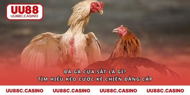 Đà Gà Cựa Sắt Là Gì? Tìm Hiểu Kèo Cược Kê Chiến Đẳng Cấp