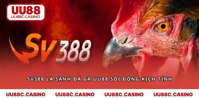 SV388 là sảnh đá gà UU88 sôi động kịch tính